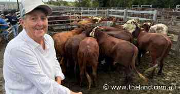 Floods didn't impact Kempsey weaner prices, up 50c/kg from last season