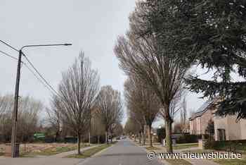 Haagbeukenlaan in Koning Boudewijnstraat maakt plaats voor nieuwe aanplant