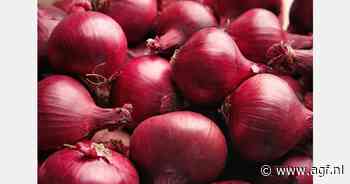 Biologisch UV-filter met uienschillen beschermt zonnecellen