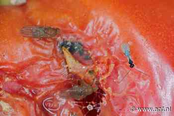 Alternatieven voor bestrijding van Suzuki-fruitvlieg in kersenteelt