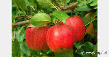 Appelprijzen in Polen +9%, prijzen in Frankrijk, Duitsland en Italië stabiel