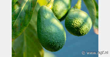 Marokkaanse avocado-export +25% met record van 56.700 ton