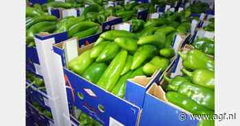 Toenemende vraag en ongewoon hoge prijzen voor Marokkaanse paprika's