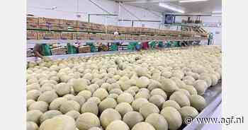 Prijs van Guatemalteekse meloenen gecorrigeerd door groter aanbod