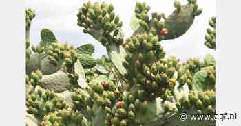 Tunesische telers weten schildluis te weren in cactusvijgen