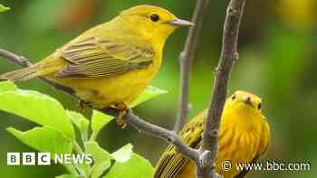 Traffic noise makes birds aggressive, study finds
