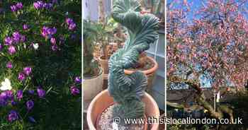 Spring has sprung and the blossom is blooming in North London