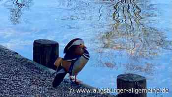 Seltener Gast am Stempflesee: Ein Mandarinerpel vergnügt sich am Ufer