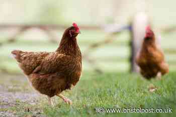 Bird flu warning as Government confirms new case in world first - what to know