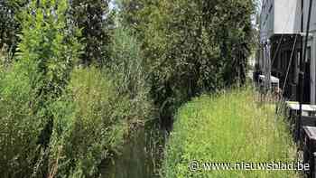 Gemeente wil overstromingsgevaar Koude Beek inperken: vallei herstellen en meteen andere knelpunten aanpakken