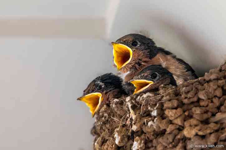 Flying squatters: How to legally remove barn swallows before your property becomes their bathroom