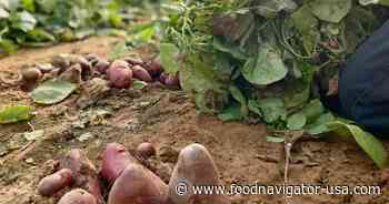 From tuber to egg replacements: The rising potential of potatoes