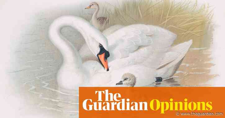 A swan: ‘I have looked upon these brilliant creatures, and now my heart is sore’ | Helen Sullivan