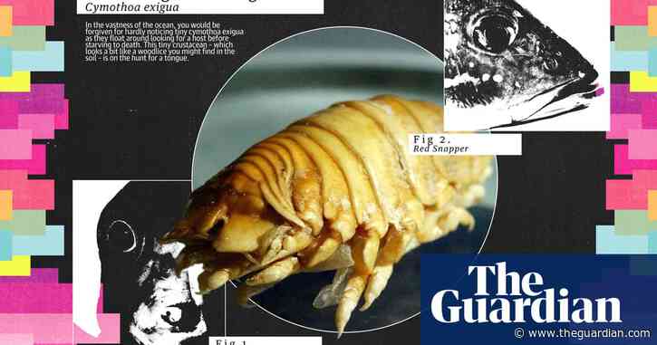 ‘Unique and important’: Tongue-biting louse is wonderfully gruesome
