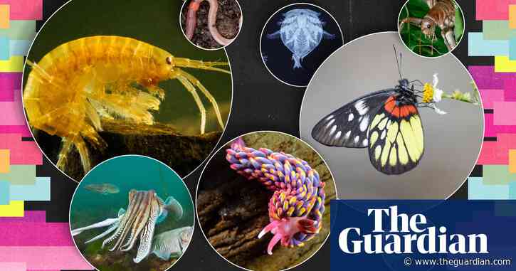 Hundreds of nominations for invertebrate of the year whittled down to 10