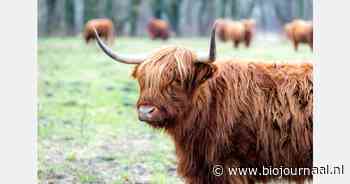 "Ons vlees mag biologisch worden verkocht, maar geen biologische slager om het vlees te verwerken"