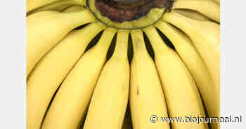Sterke verkoopstijging van bio bananen in Zwitserland