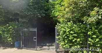 Dog seized by police after child bitten in Sydenham