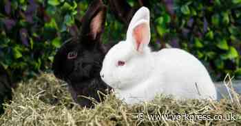 World's rabbits feast on Yorkshire hay from Ryedale firm