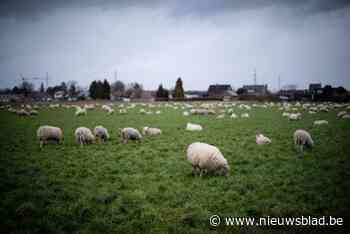 Schaap doodgebeten in weide, herdershond is mogelijke dader