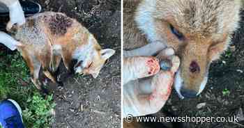 Fox found dead in Orpington garden after being shot twice with catapult