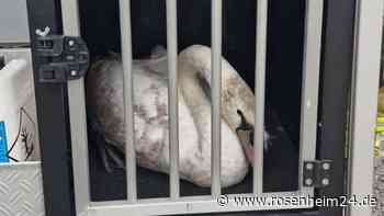 Schräger Notfall: Schwan watschelt in Klinik – Von der Pforte in Richtung Notaufnahme