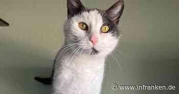 Tierheim Bamberg: Kuschelbedürftiger Kater Mautzi sucht neues Zuhause