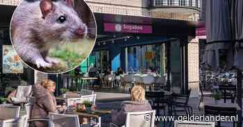 ‘Ratten zo groot als katten’ in ijssalon: moet eigenaar duizenden euro’s betalen? Dit zegt de rechter