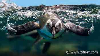 5 Linux terminal apps better than your default - and they're all free