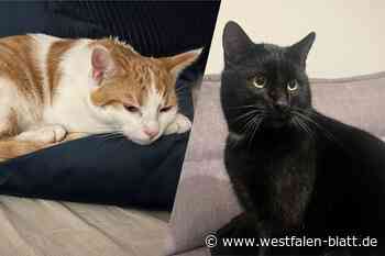 Zweiter Vorfall: Wer tötet in Warburg Katzen und entsorgt sie im Pool?