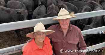 Tenterfield Angus weaners with weight score top bids from lot feeders