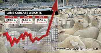 She's so heavy: Aussie lamb carcase weights rise to meet market demand