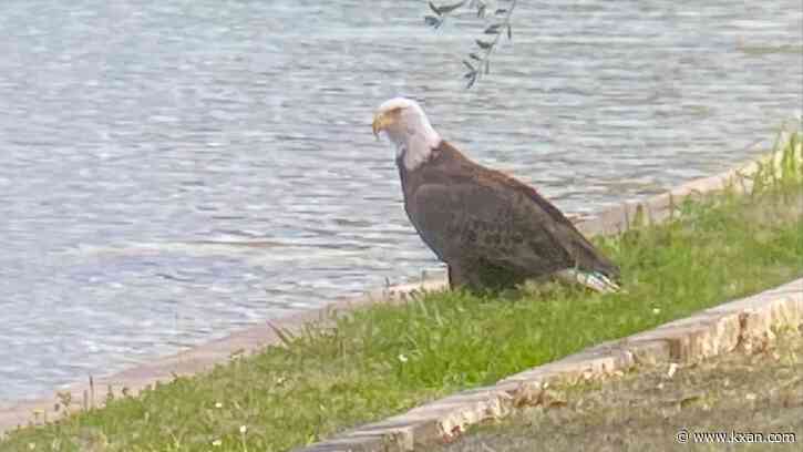 VIDEO: Bald eagle flies off from lake in Salado