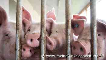 Briten importieren nach Tierseuche wieder deutsches Fleisch