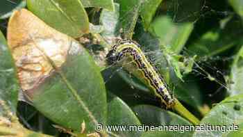Buchsbaumzünsler bekämpfen: Drei Hausmittel, die gegen die gefräßige Raupe helfen