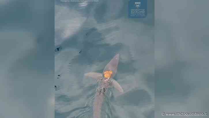 Polpo Maori si fa trasportare dallo squalo più veloce del mondo: il raro avvistamento in Nuova Zelanda