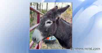 Donkey found wandering Chatham County gets forever home at Turtle Pants Farm