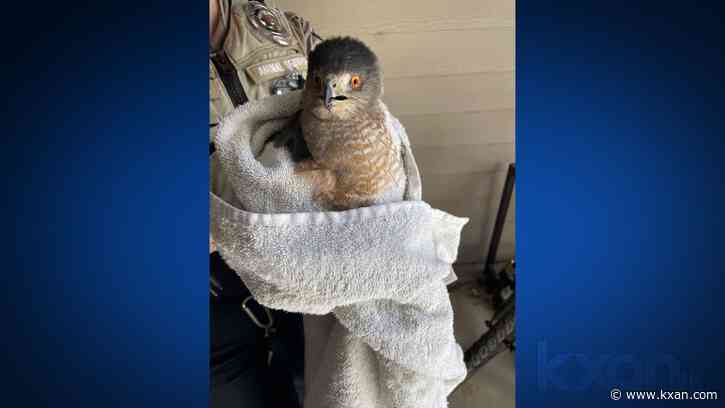 Meet Talonted, a Cooper's Hawk rescued in Leander