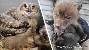 Seizoen van de jonge dieren schiet uit de startblokken in Natuurhulpcentrum