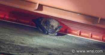 North Carolina residents urged to check attics for bats before May pupping season begins