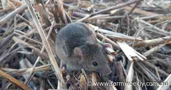 CSIRO warns WA graingrowers to be extra vigilant as mouse numbers increase