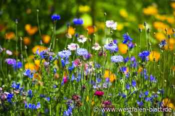 In Kirchlengerns Bücherei gibt's mehr als Lesestoff