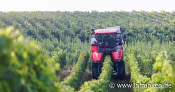 Neue Rebsorten werden immer wichtiger