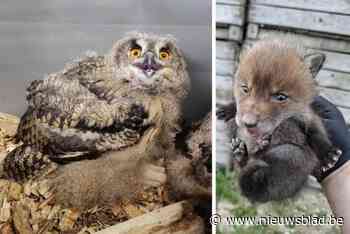 Twee jonge oehoe’s en zes vossenwelpen moederziel op de dool: natuurhulpcentrum krijgt grote instroom van babydieren