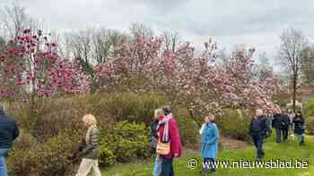 Plantentuin Merksplas vervroegt magnoliawandelingen