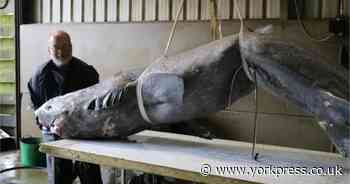 'Mysterious' 400-year-old sharks found lurking in the depths of British waters