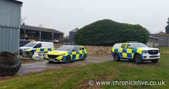 Four alpacas shot dead in 'horrific' attack on farm as police launch inquiries