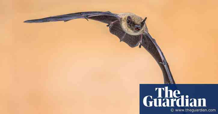 UK charities urge ministers to stop scapegoating nature for planning failures