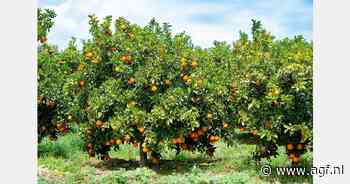 Zuid-Afrika verwacht stabiel exportseizoen voor citrus