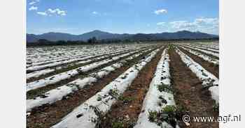 "Aanhoudende kou en regen zorgen voor mindere volumes en kwaliteit meloenen uit Centraal-Amerika"